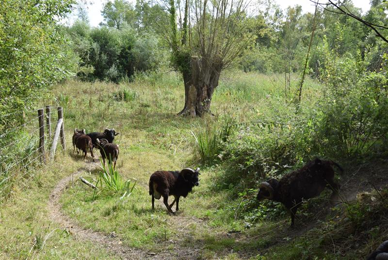 étendue d'herbe entretenu par plusieurs moutons de couleur brune