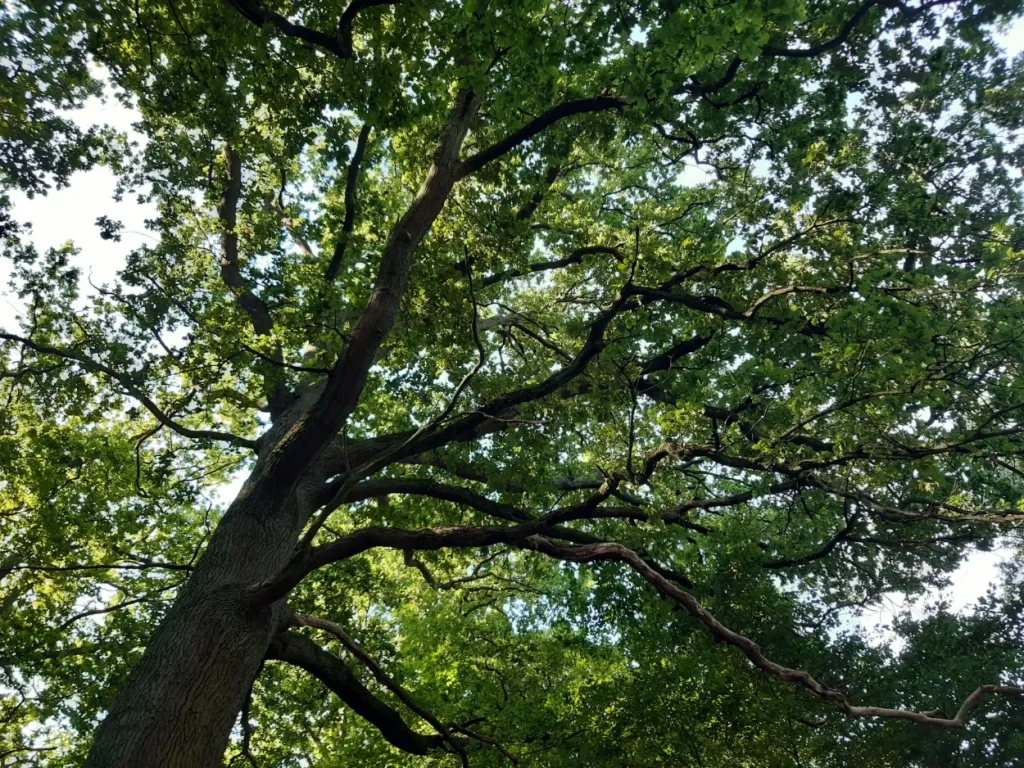 photo zoomée sur un arbre rempli de feuilles vertes vu du dessous