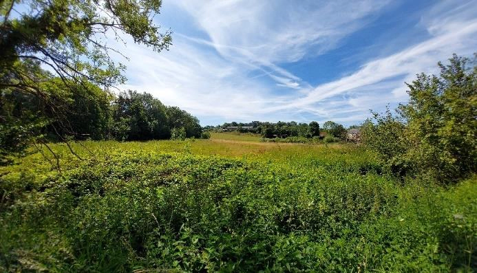 Prairie naturelle verdoyante entourée d’arbres, sous un ciel bleu traversé de nuages étirés.