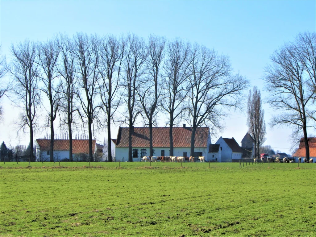Paysage rural à Estaimpuis : prairie verdoyante au premier plan, troupeau de vaches, ferme aux toitures rouges et alignement d’arbres en arrière-plan sous ciel bleu.