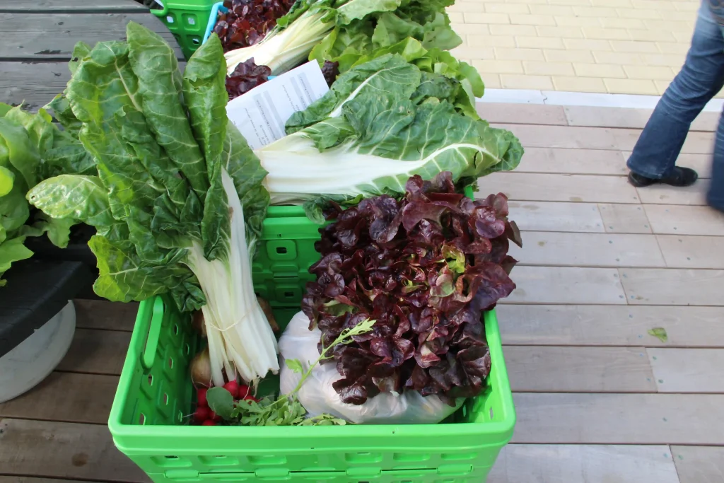 Cagettes de légumes frais (blettes, salades, radis) sur un étal de marché.