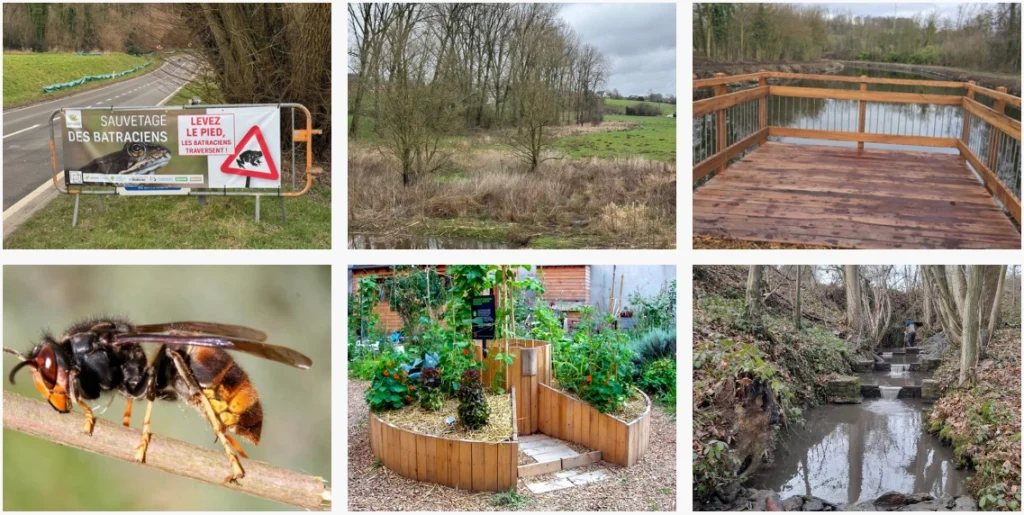 mix d'images représentant les actions de biodiversité sur la commune d'ittre : frelons asiatiques, grenouilles et autres