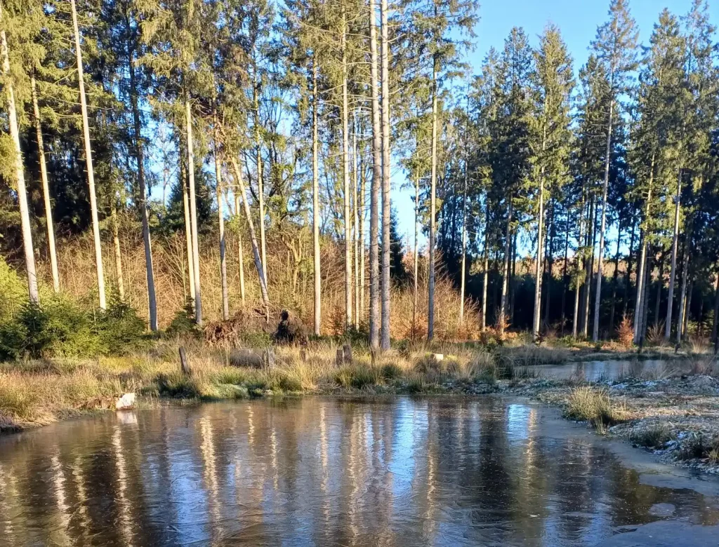 Photos ensoleillée de la mare de Tronquoy avec un avant plan dégagé et des arbres en arrière plan