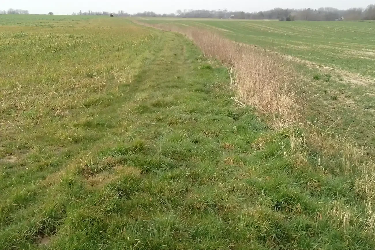 Chemin enherbé au milieu de deux champs