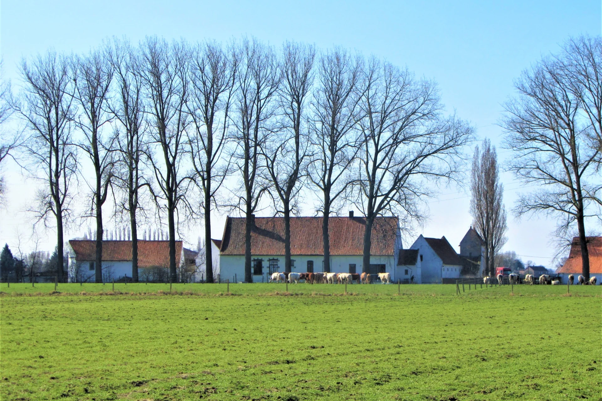 Paysage rural à Estaimpuis : prairie verdoyante au premier plan, troupeau de vaches, ferme aux toitures rouges et alignement d’arbres en arrière-plan sous ciel bleu.