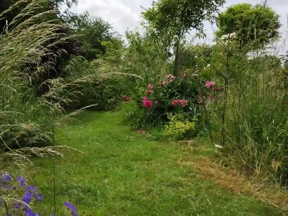 Allée de jardin naturel avec herbes hautes et fleurs sauvages.