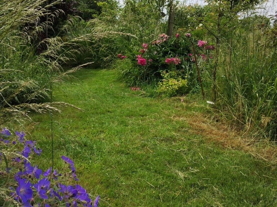 photo d'un jardin avec quelques arbustes et fleurs